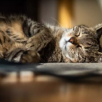 Gato dormindo com anemia